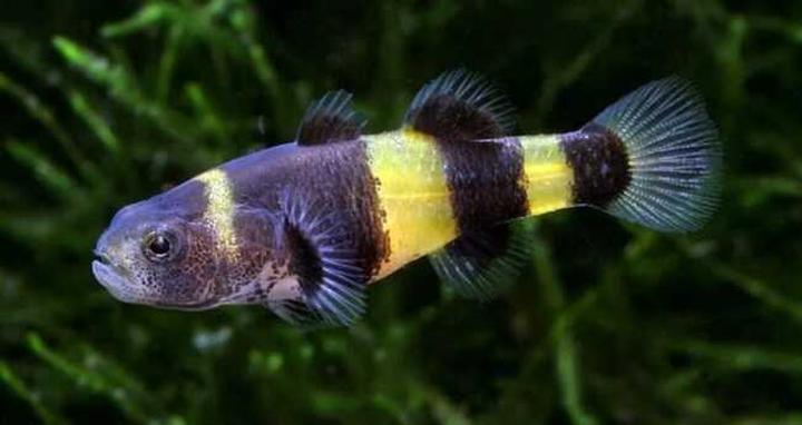 Babka złota przepis