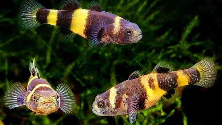 Orzechy włoskie w cukiernictwie