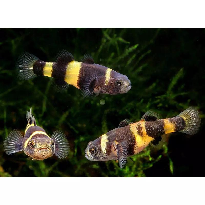 Słodki lukier domowy