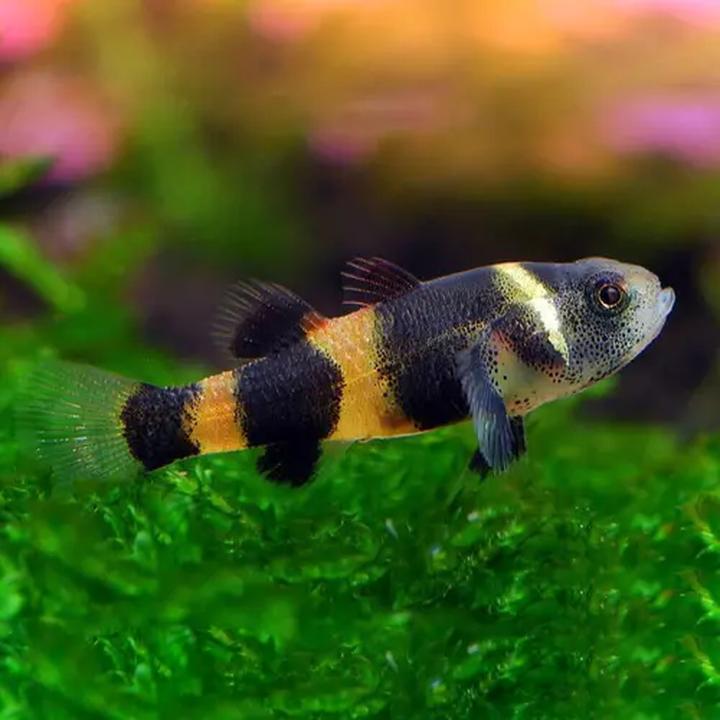 Zachwycająca babka złota z orzechami włoskimi i słodkim lukrem