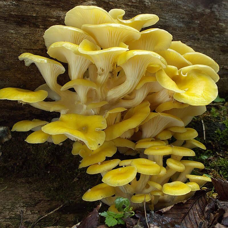 Boczniaki cytrynowe przepisy