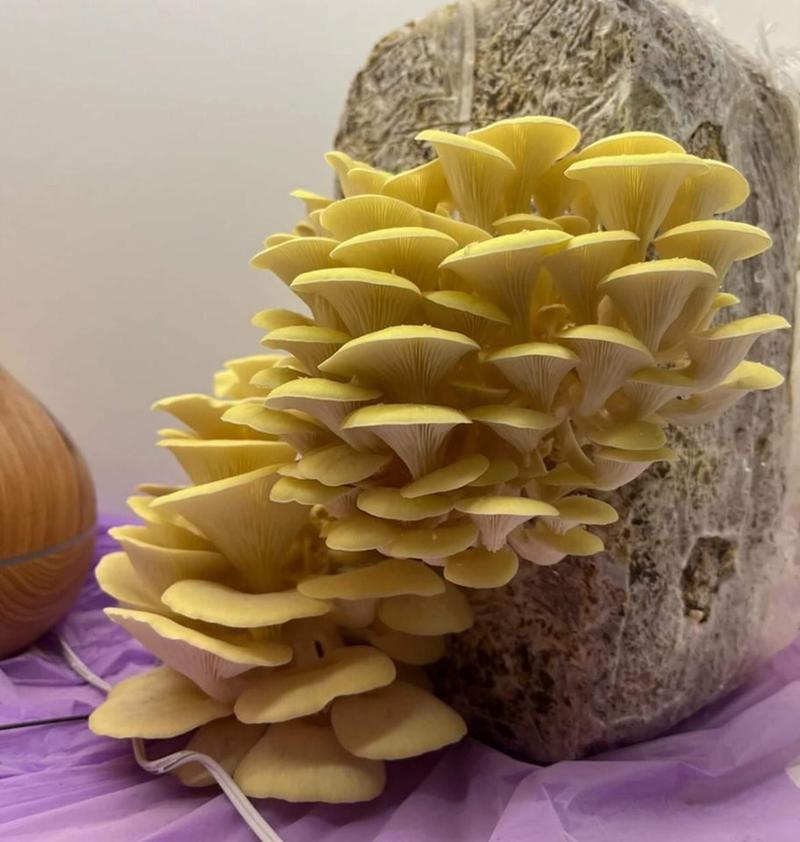 Dania z boczniakami krok po kroku