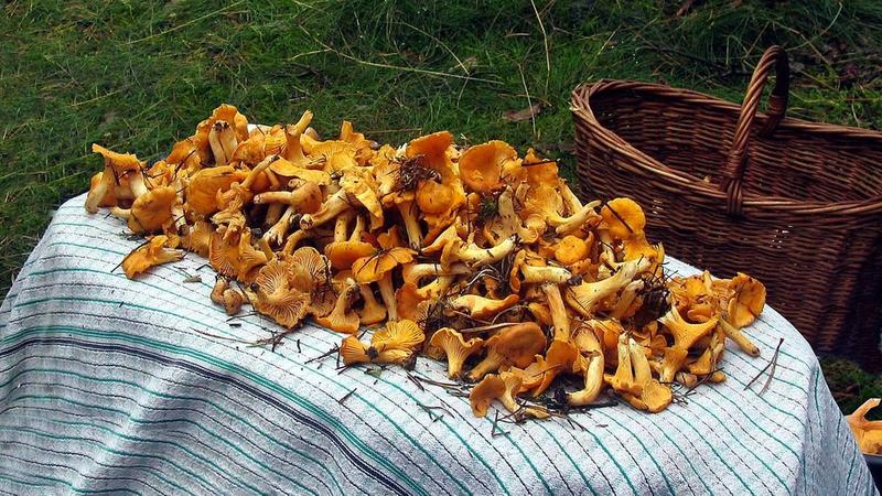 Przygotowanie kurek do mrożenia