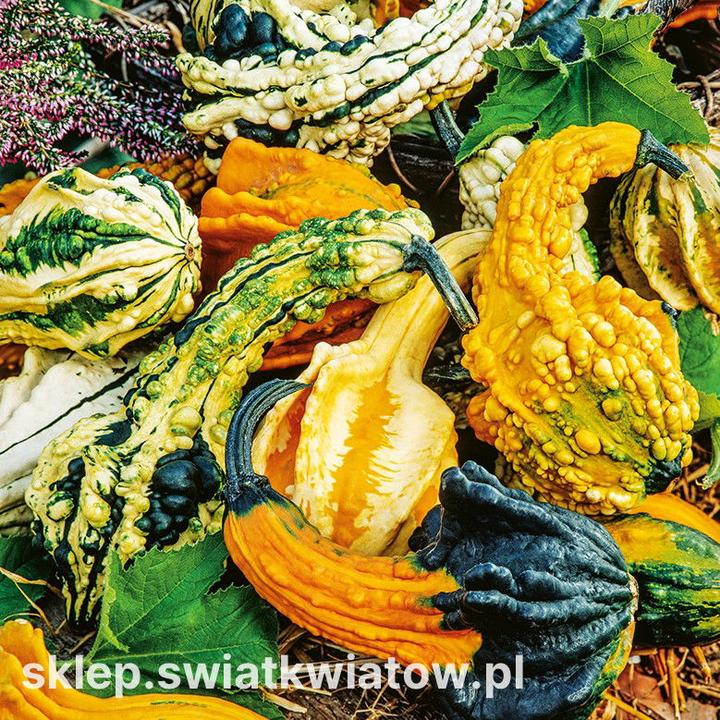 Sezon na dynię i jej dobrodziejstwa