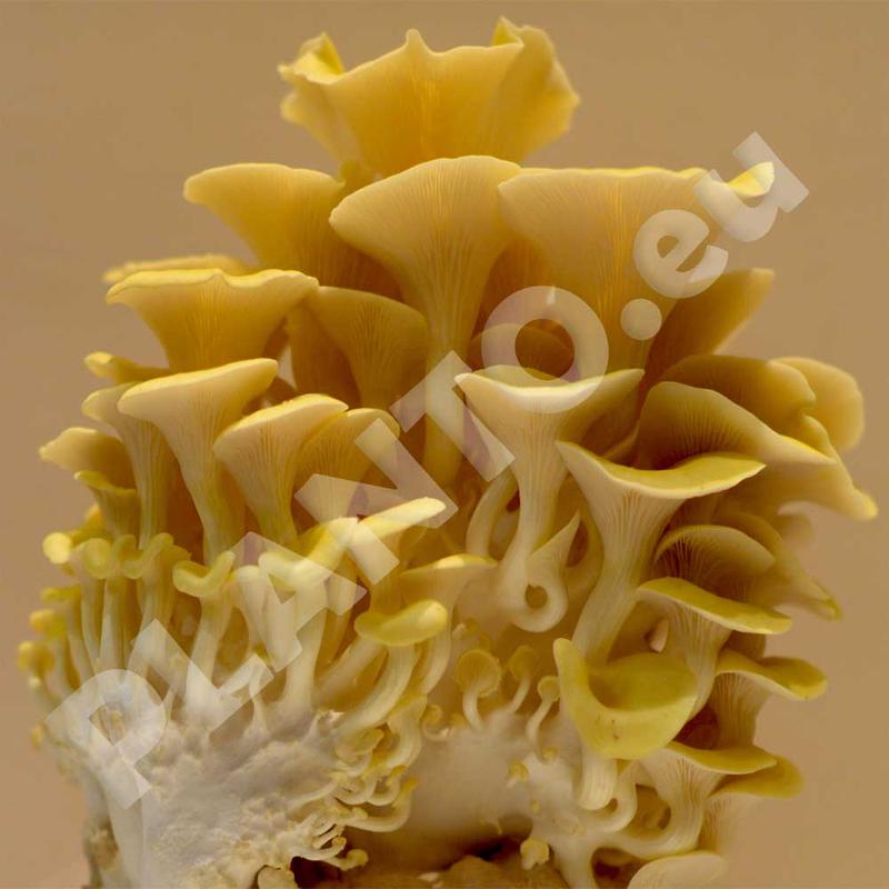 Tradycja i nowoczesność w kuchni