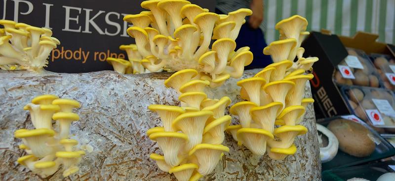 Wegetariańskie przepisy z boczniaków